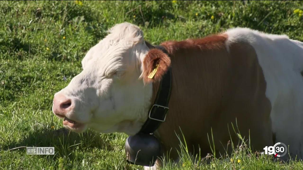 Réduire le méthane émis par les vaches grâce à des compléments alimentaires