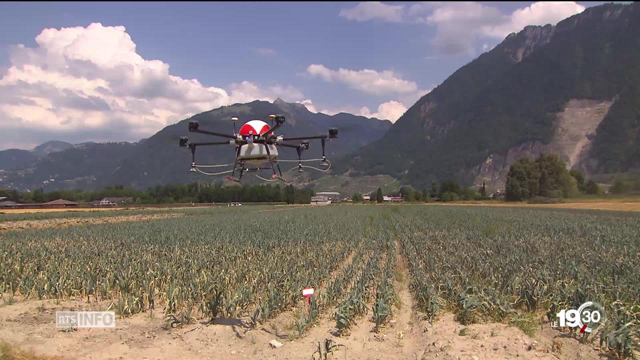 La Suisse est le premier pays d'Europe à autoriser les drones pulvérisateurs dans l'agriculture