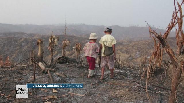 De l’Asie à l’Afrique, la déforestation touche toute la planète