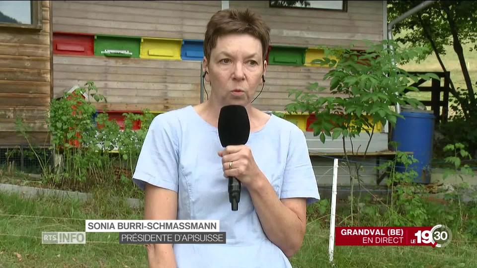 Sonia Burri-Schassmann: "Pour produire un kilo de miel, les butineuses parcourent 40'000 kilomètres."