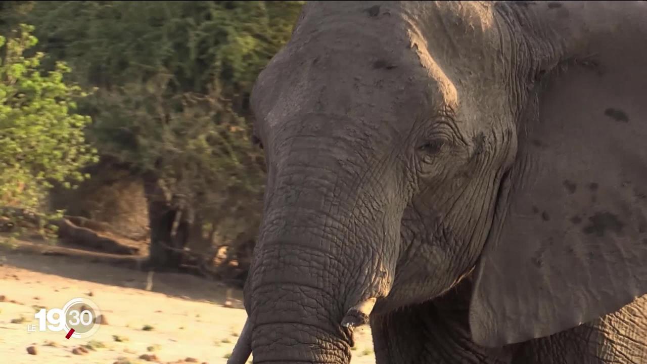 Le président sortant au Botswana souhaite ré-autoriser la chasse aux éléphants. Une mesure qui séduit les agriculteurs du pays.