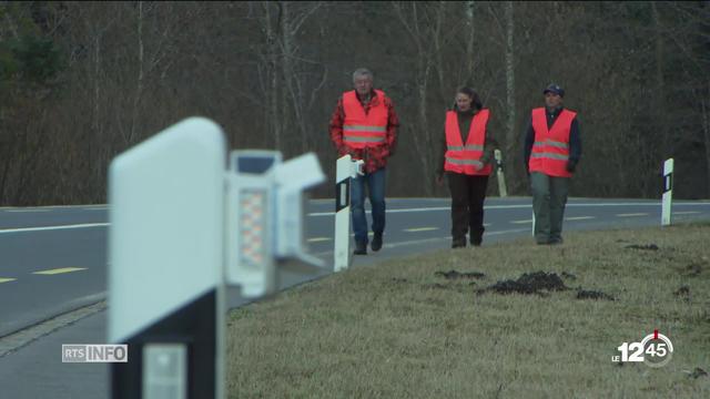 Zürich: Des radars sur la route pour réduire les accidents avec les animaux sauvages