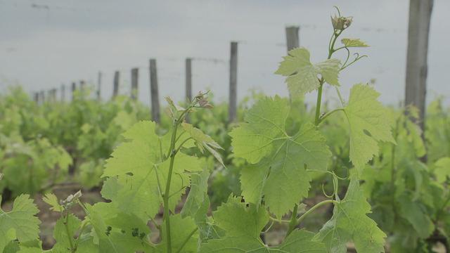 La vigne et le vin de Bordeaux face aux changements climatiques