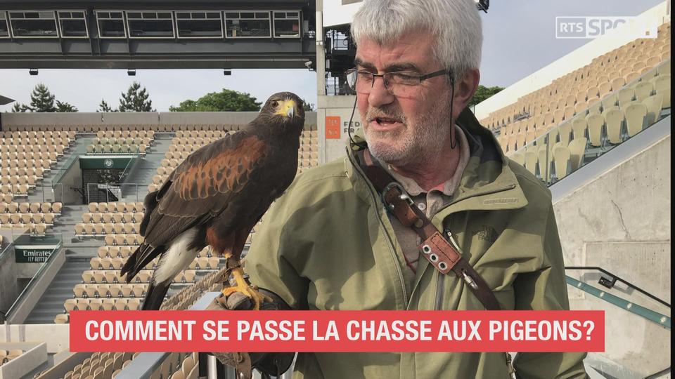 Comment se passe la chasse aux pigeons?