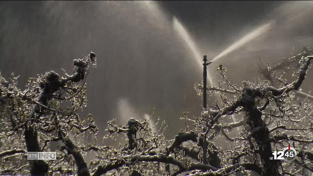 Des tonnes d'eau pour préserver pommiers et abricotiers du gel en Valais. Le témoignage d'Olivier Comby, arboriculteur, Saxon.