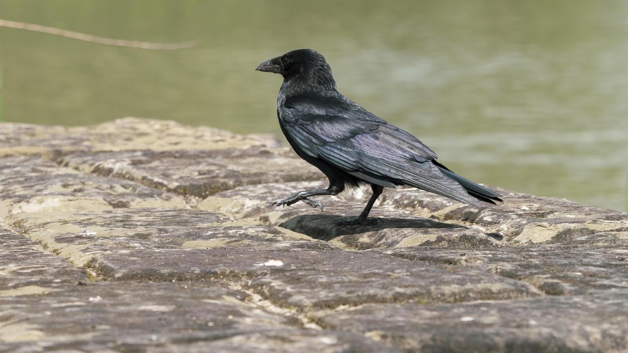 Corneille noire (corvus corone). [Fotolia - Marc]