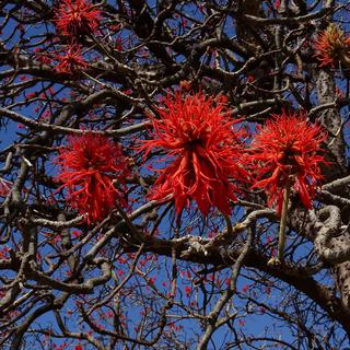 Arbre corail Erythrina abyssinica [CC by SA - Tatters]