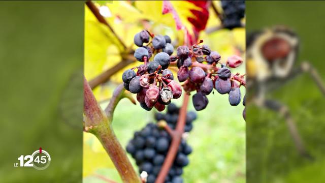 Flavescence dorée: de l'eau chaude pour traiter 600'000 plants de vignes en Valais.