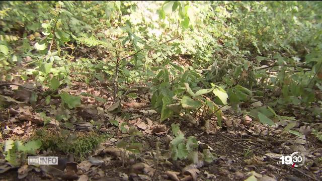 Les cas d'encéphalite à tiques et de borréliose sont en net recul cette année