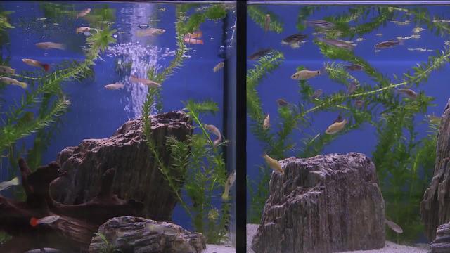 Une nouvelle norme pour les poissons d’aquarium : les autorités multiplient les contrôles