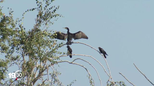 Lac de Neuchâtel: face à la disparition des poissons, la guerre contre les cormorans est déclarée.