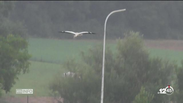 Des centaines de cigognes en route pour le sud de l'Europe ont fait une halte en Ajoie.