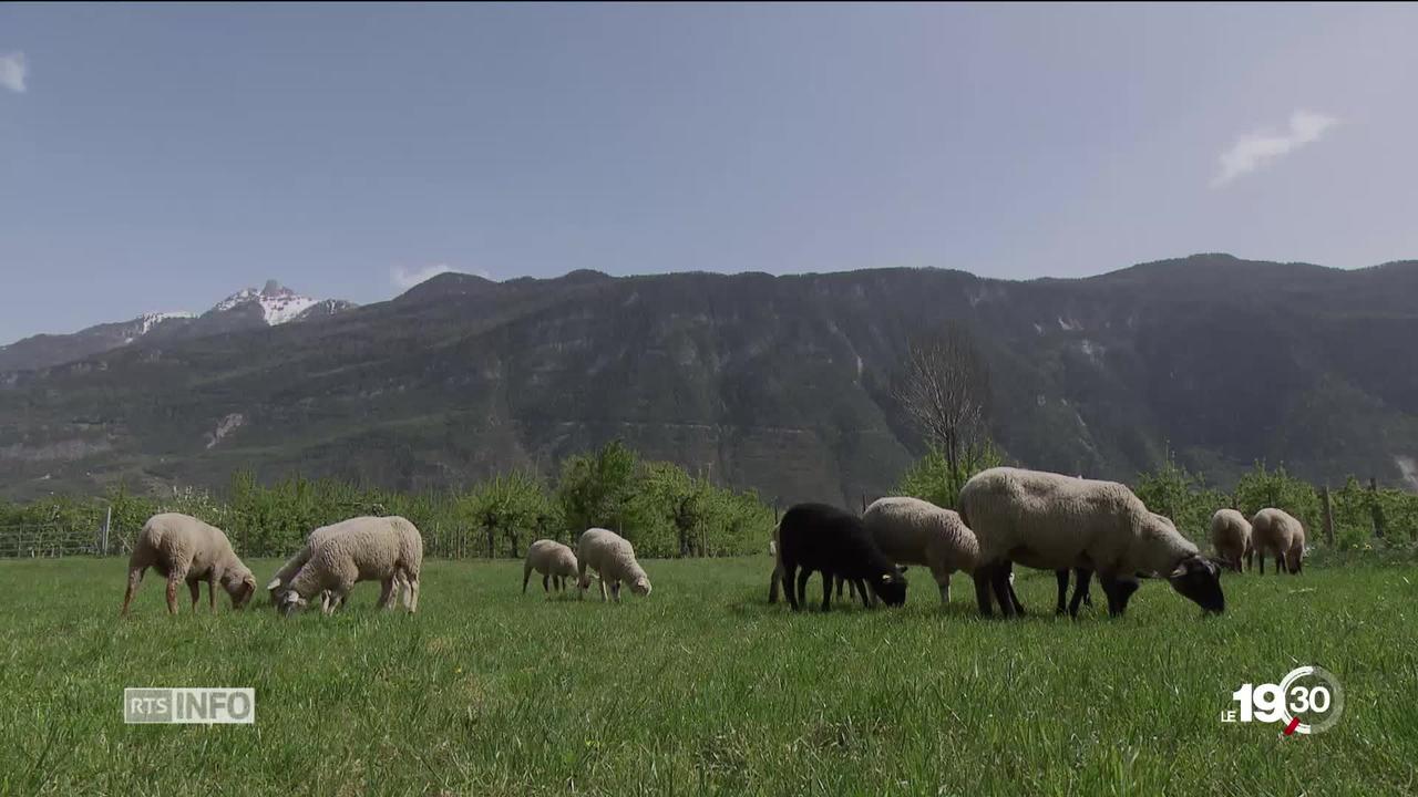Quarante agneaux ont disparu d'une exploitation du Valais.