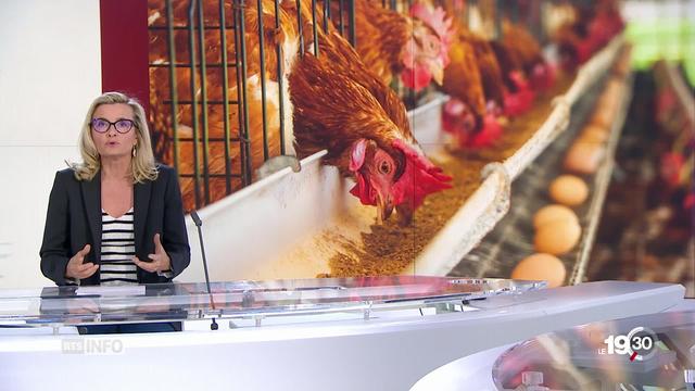 La journaliste Martina Schyba analyse les chiffres de la consommation helvétique d'oeufs