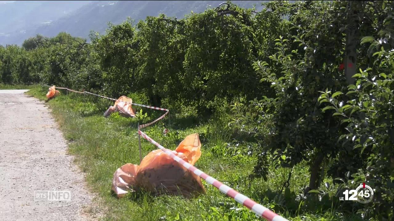 En Valais, dans la plaine de Bramois, le feu bactérien s'attaque à nouveau aux arbres fruitiers.
