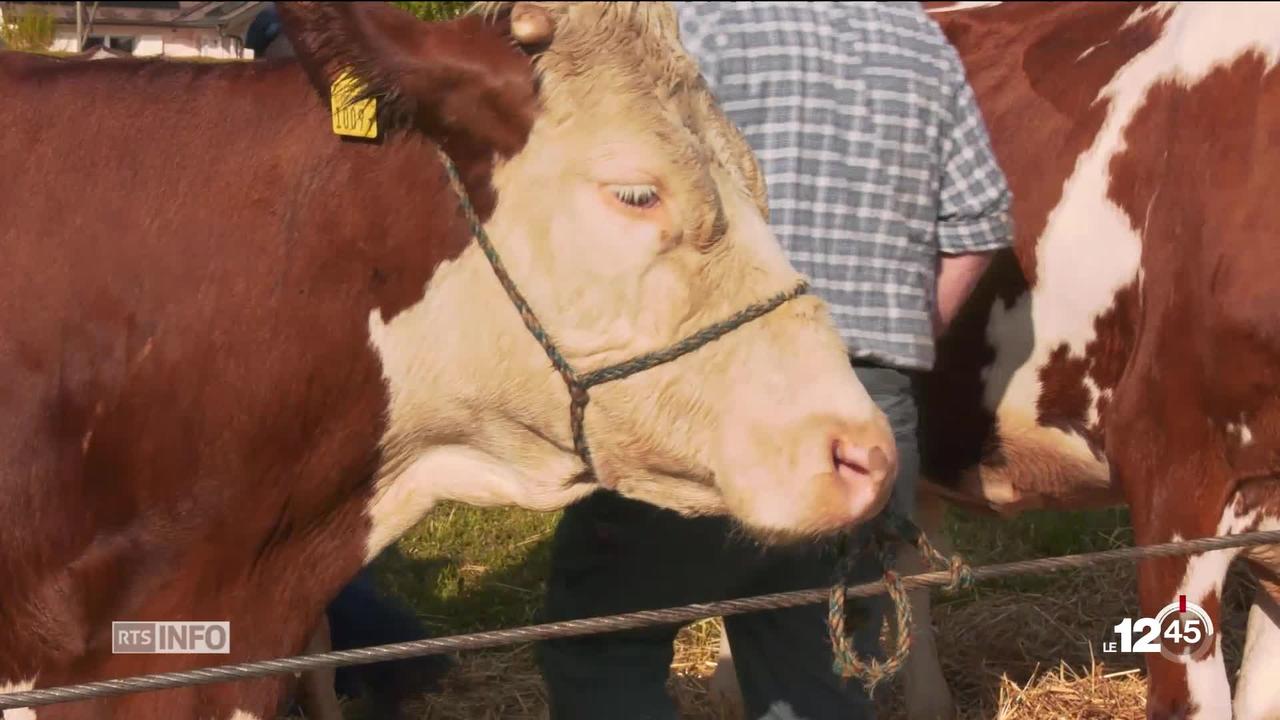 Fête des Vignerons: le casting des 40 vaches qui participeront à la fête s'est déroulé samedi à Savigny (VD).