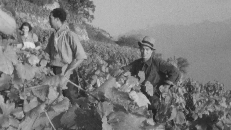 Vendanges à Lavaux