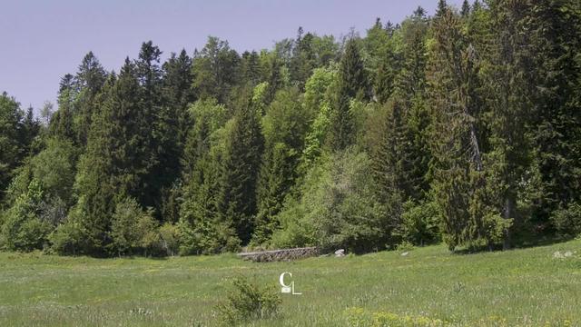 Dans les années 1980, on prédisait la mort des forêts.