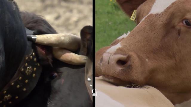 Les mythiques vaches d'Hérens vont affronter les Rouges tachetées. Entre les cornes et les tétines, il faudra choisir