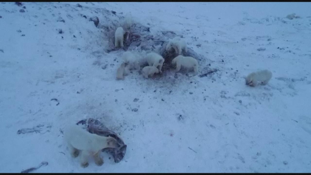 56 ours blancs aux abords d un village russe