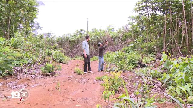 Brésil: les tribus indiennes sont menacées par les trafiquants de bois