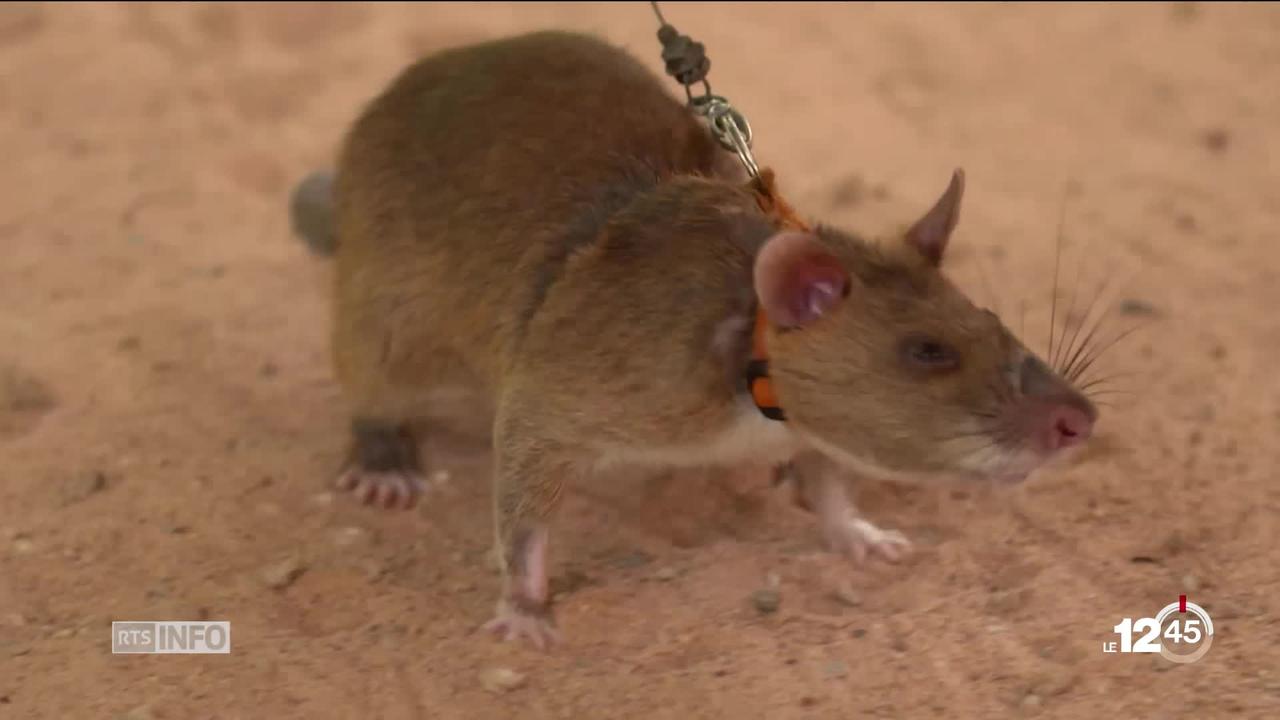 Au Cambodge, des rats géants sont experts du déminage.