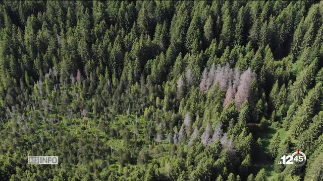 La forêt jurassienne se meurt. Dans les Franches-Montagnes, l'état de santé des sapins inquiète.