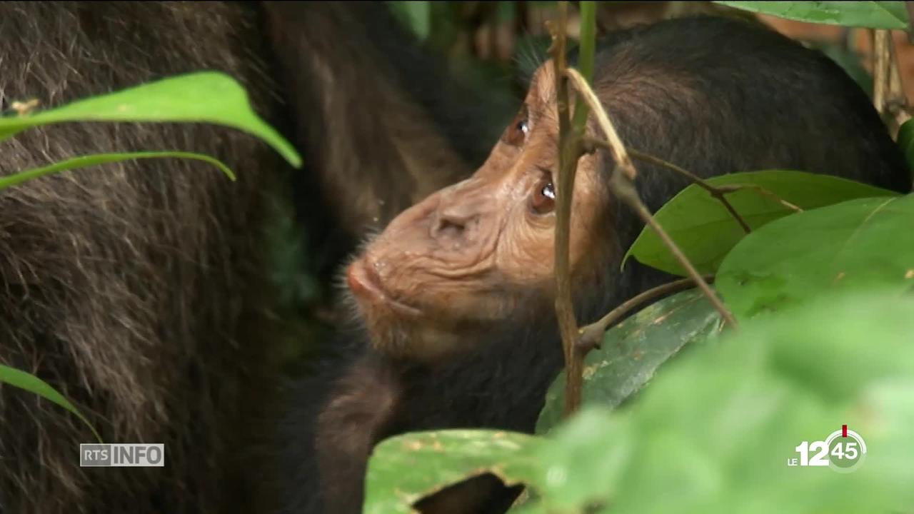 L'Université de Neuchâtel a participé à une étude sur les chimpanzés : l'impact de l'homme leur est fatal