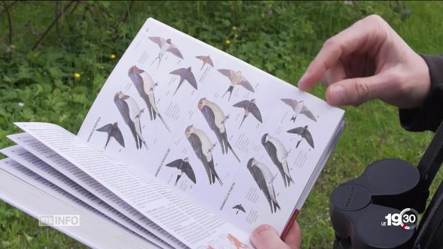 L’action « oiseaux de nos jardins » invite les personnes à observer leurs jardins pour noter quels oiseaux viennent s'y poser.