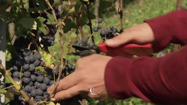 FR: La période des vendanges est cruciale pour les vignerons. Exemple à Môtier