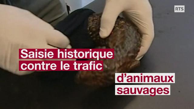 Des milliers d'animaux sauvages victimes de trafic saisis par Interpol