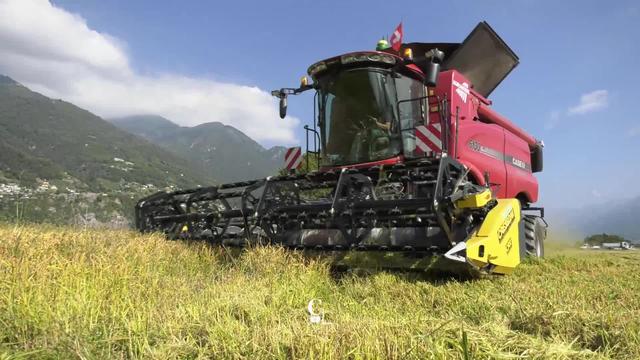 Le riz suisse est cultivé uniquement au Tessin