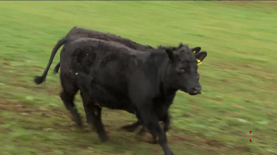 Témoignage du premier éleveur romand autorisé à abattre ses vaches lui-même