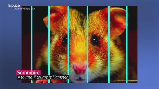 Des hamsters et des hommes