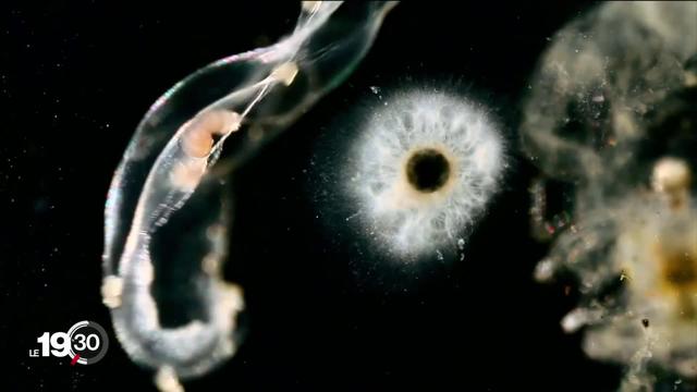 La mission scientifique Tara a étudié durant 4 ans les eaux des océans de la planète. Résultat: le plancton souffre.