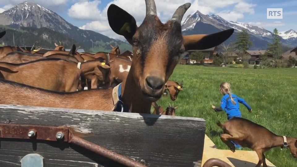 Les chevres qui defileront a la Fete des Vignerons