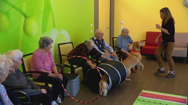 Thérapie canine, joie de vivre pour les seniors.