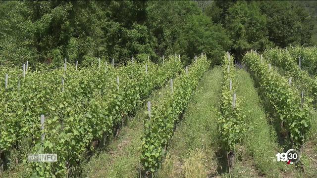 Présentation d'un projet pilote en Valais pour lutter contre la pollution des eaux par les herbicides.