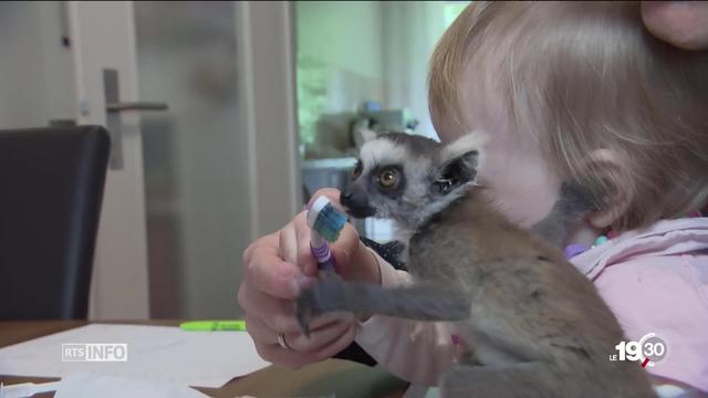 Insolite: Un bébé lémurien élevé en appartement à Genève. Découvrez notre récit.