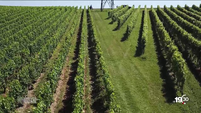 Un laser permet de réduire l'usage produits chimiques dans les vignobles