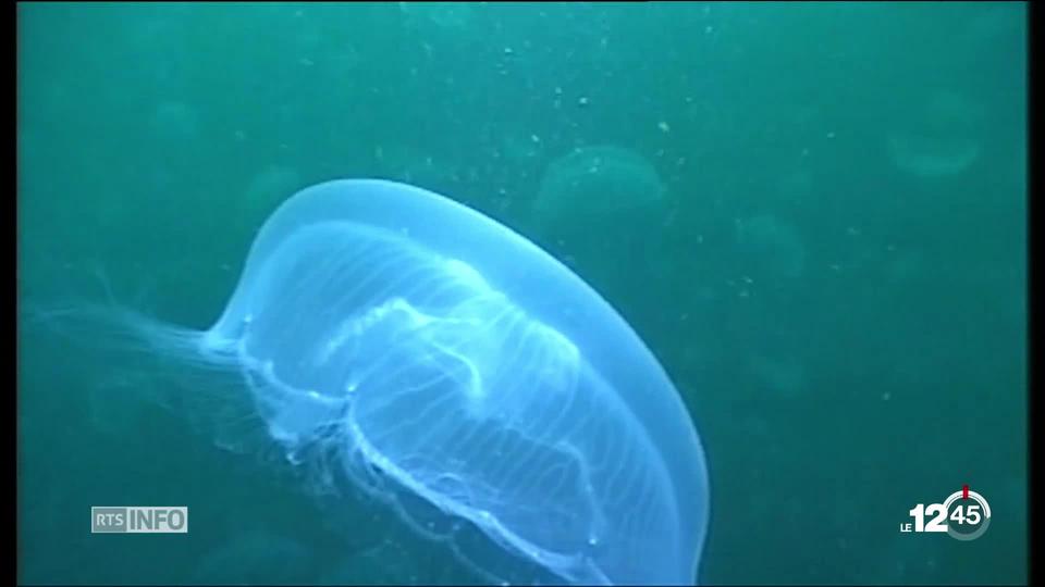 Invasion de méduses dans les eaux méditerranéennes.