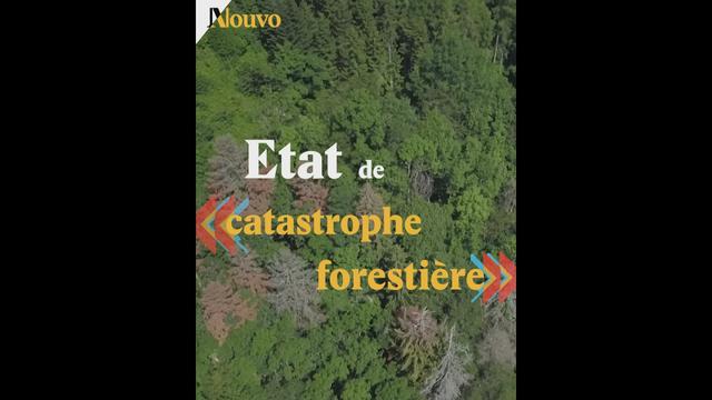 Hécatombe dans les forêts jurassiennes