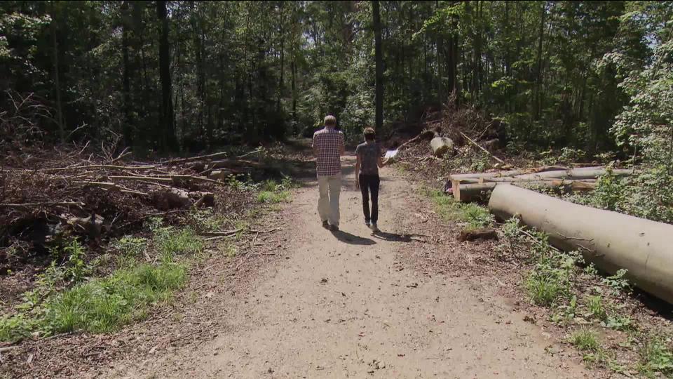 La canicule tue nos forêts