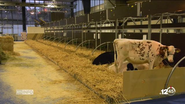 Swiss Expo, l'exposition bovine, a ouvert ses portes à Lausanne. Des centaines d'éleveurs ont fait le déplacment