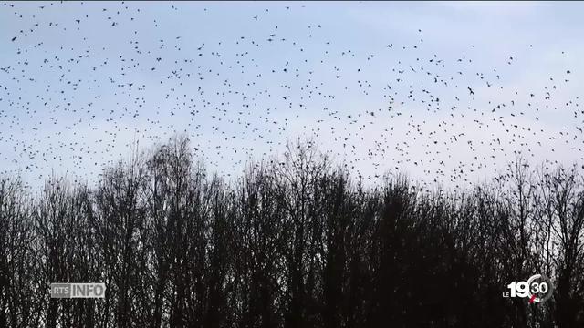 Oiseaux migrateurs: Deux millions de pinsons ont élu provisoirement domicile en Ajoie.