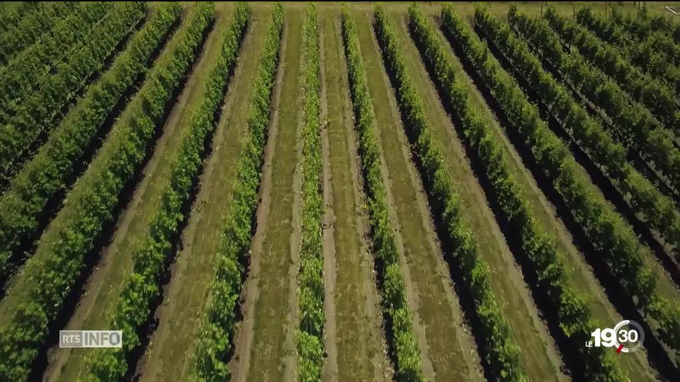 Boom viticole en Suède. Le réchauffement climatique accélère le phénomène.