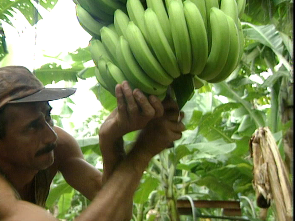 La guerre des bananes