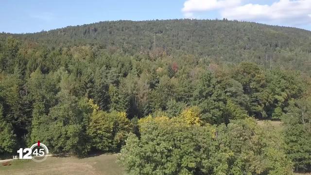 La ville de Neuchâtel, propriétaire de 1'500 hectares de forêt, présente une stratégie pour faire face au dépérissement.