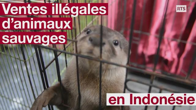 L'Indonésie déjoue un trafic d'animaux sauvages vendus sur Facebook