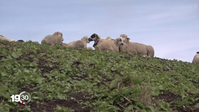 Les loups s'installent sur le territoire suisse. Les attaques sur les moutons pourraient s'intensifier.